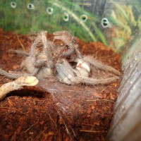 Lasiodora parahybana molting part 1