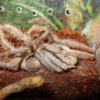 Lasiodora parahybana moulting part 2