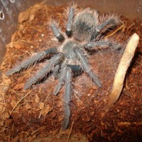 Lasiodora parahybana moulting part 5