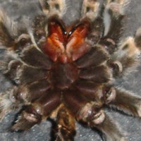 Brachypelma smithi