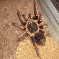 my tarantula