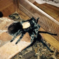 Brachypelma albiceps mating