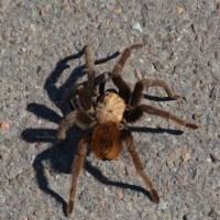 MM Aphonopelma from Big Bend