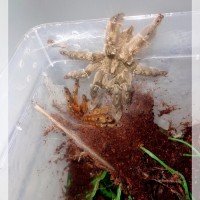 Stromatopelma calceatum