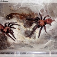 Chilobrachys fimbriatus