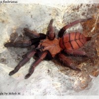 Chilobrachys fimbriatus