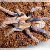 Haplopelma lividum