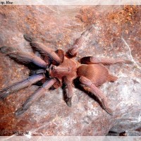 Chilobrachys sp. Blue