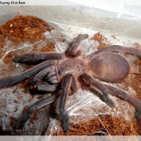 Chilobrachys sp. Kaeng Krachan