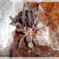 Chilobrachys sp. Kaeng Krachan