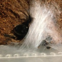 B. smithi sperm web