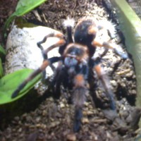 B. smithi