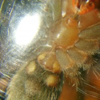 Brachypelma smithi