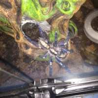 Poecilotheria metallica emerges after moult