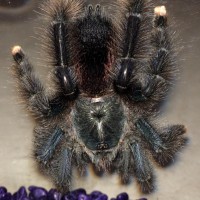 Avicularia sp