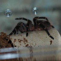 Grammostola pulcripes