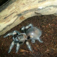 B. Smithi Sling