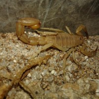 Female and Male Hoffmanius Confusus