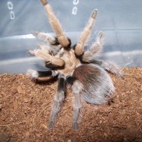 Aphonopelma Sp. New River or Aphonopelma Chalcodes?