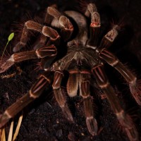 Biggie - T. stirmi