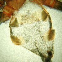 Chromatopelma cyaneopubescens