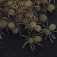P. irminia nearing 2nd instar