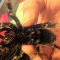 B smithi