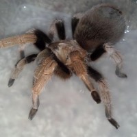 Aphonopelma Sp.