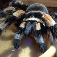 B. Smithi