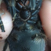 B smithi sex? m/f?