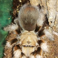 aphonopelma chalcodes