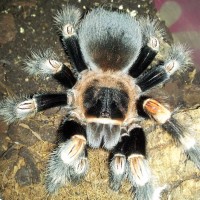 Brachypelma smithi