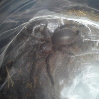 Chilobrachys sp Khiri Khan