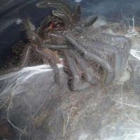 Chilobrachys Khiri Khan Molting