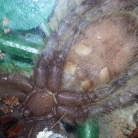 P.Regalis sexing male or female?