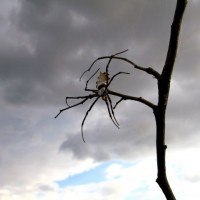 Garden Orb Weaver