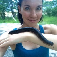 African Giant Millipede