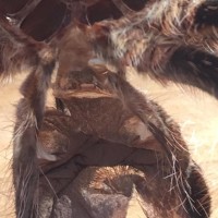 Grammostola pulchripes