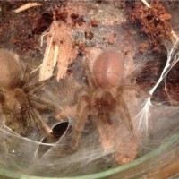 M. balfouri slings