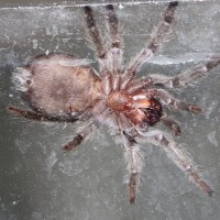 Grammostola pulchra