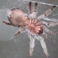 Grammostola pulchra