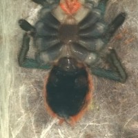 Chromatopelma cyaneopubescens from a previous post