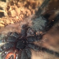 Avicularia sp Ecuador