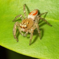 colorful jumper