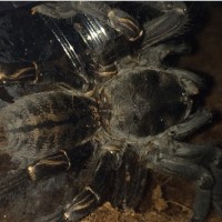 Haplopelma sp