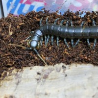 Ethmostigmus Trigonopodus - Blue Ringed Centipede