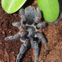 A.seemanni female