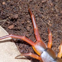 Scolopendra subspinipes