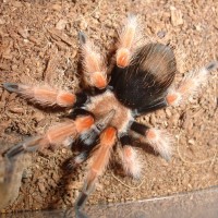 Brachypelma boehmei