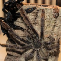 p.irminia